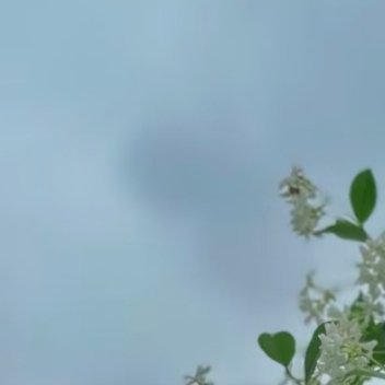 络石藤（万字茉莉）:1.栽培方式：园土+腐叶土+粗沙，普通疏松土即可；木质爬藤