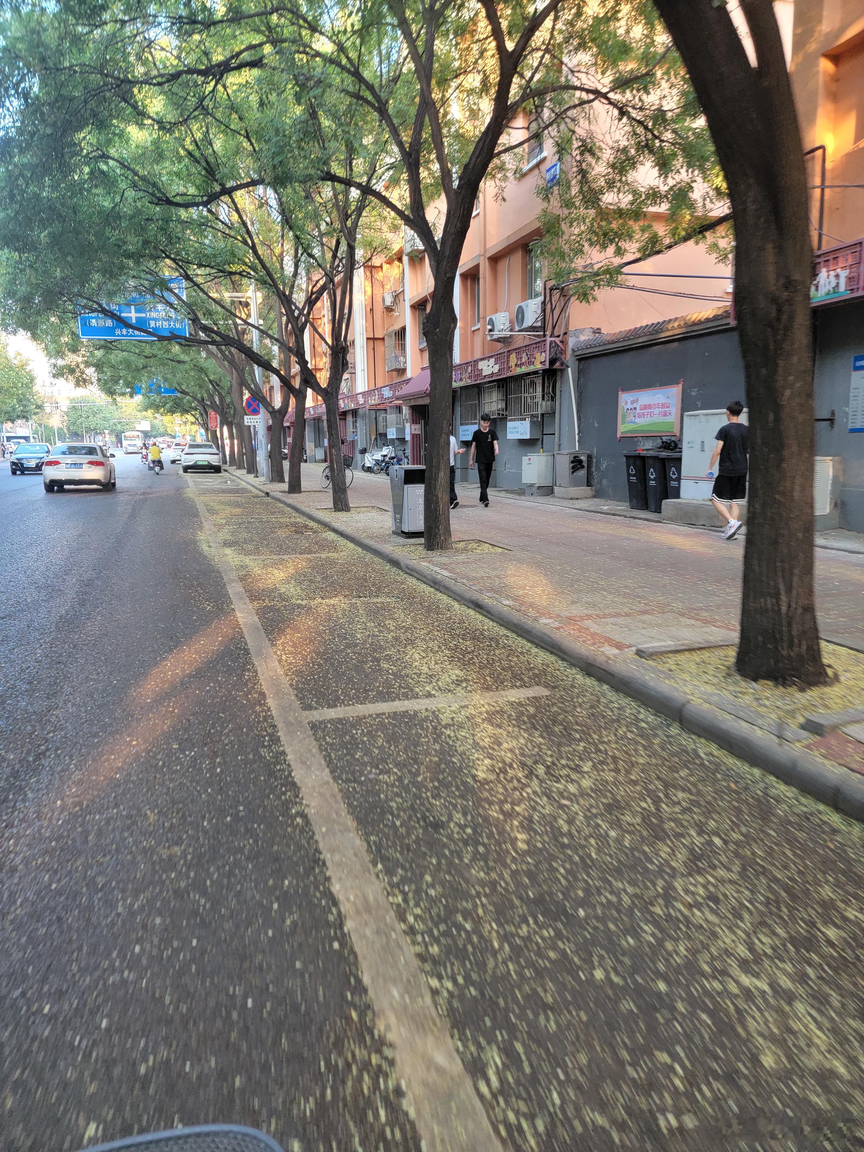 北京车主一年一度的噩梦来了这你受得了吗？全是树油和树花，洗一次车不得二三百块，还