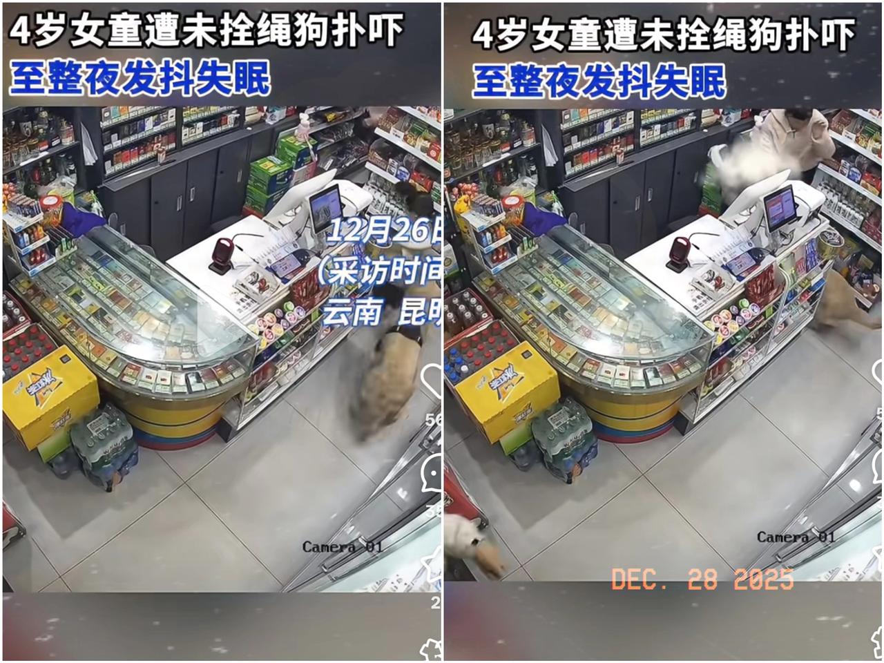 狗咬人事件还没有结束，居然还有人牵着烈犬公开逛超市。12月25日云南昆明一便利店