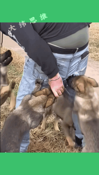 他肯定打过狗！