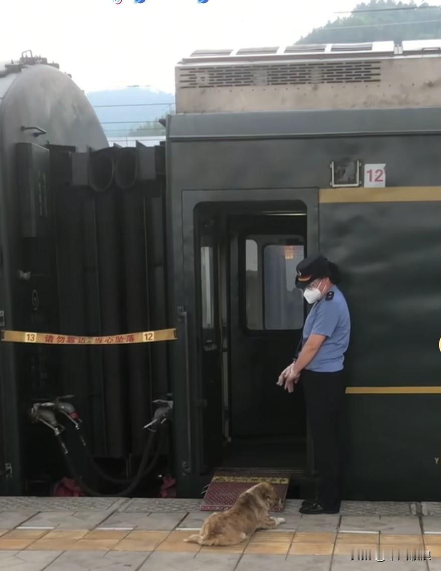 狗狗送主人登上十二节车厢的火车出门，未曾想主人突发脑溢血离世，从此再也没能归来。