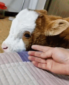 刷新对可爱事物的认知。。。小牛牛也太会撒娇了吧