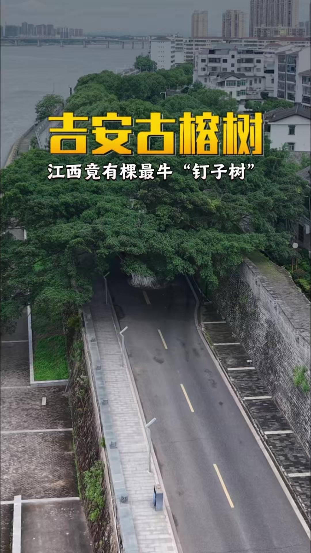 江西吉安有棵超特别的古榕树，直挺挺矗立在马路中央，被大家称为最牛“钉子树”。据传