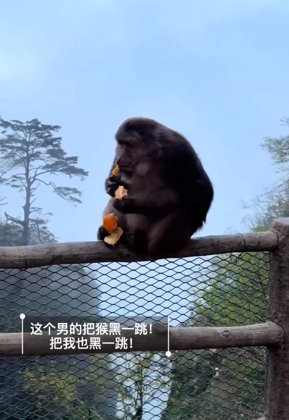 太缺德了！这次我站峨眉山的猴子！四川峨眉山景区一只猴子安安静静蹲在悬崖边自顾