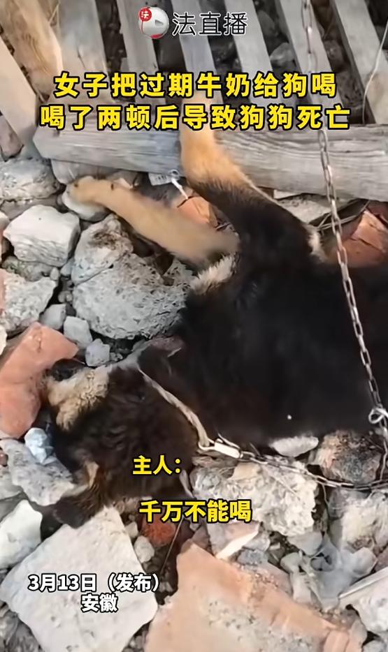 心真大！”近日，安徽，一女子看家里牛奶过期，扔了觉得浪费，便喂给了自家小狗喝，没