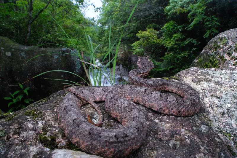 遇到大蟒蛇晒太阳，那必须绕道啊！广西防城港的张先生，上山找蜜蜂时，在山顶坟墓旁平
