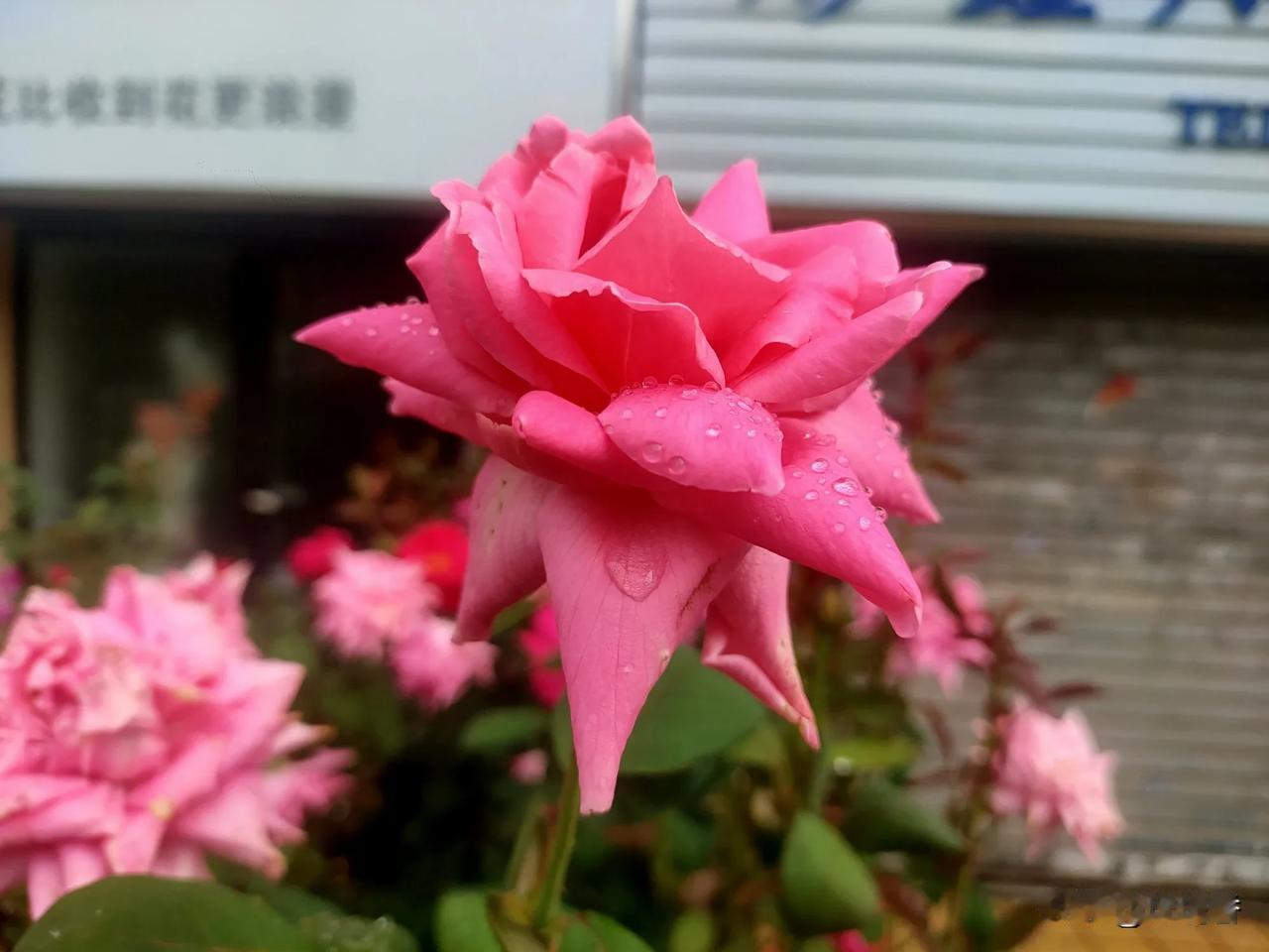 雨后美丽的花朵，看到这么美丽的花，感觉整个世界都那么美好