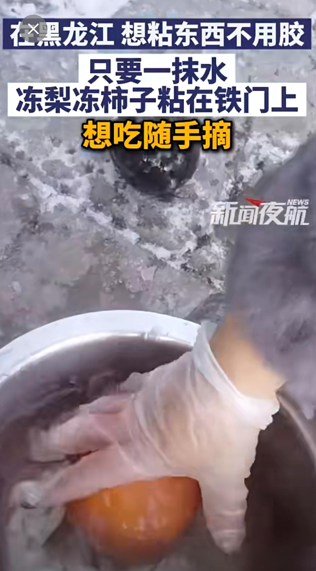 在黑龙江，想粘东西不用胶，只要一抹水：冻梨冻柿子粘在铁门上，想吃随手摘！（来源：