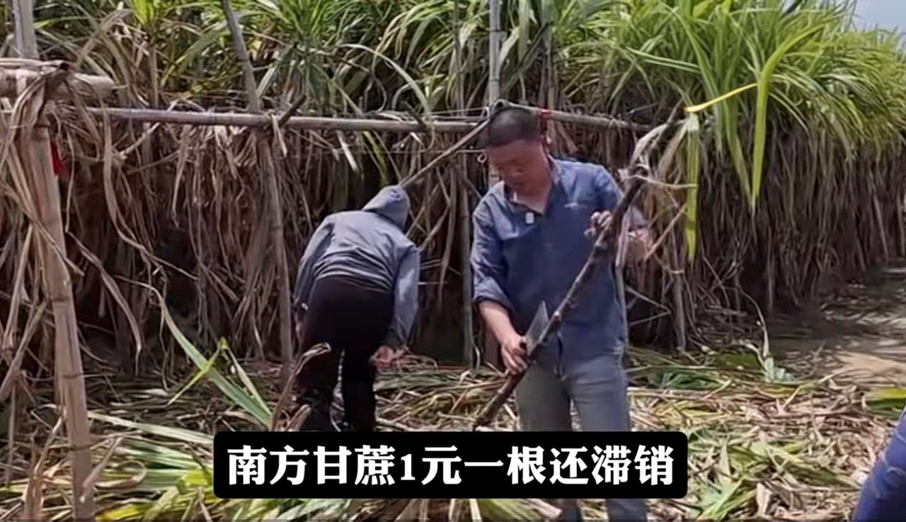 南北方甘蔗价差几十倍2026年3月，广州南沙甘蔗滞销，地头价1元/根，济南零售