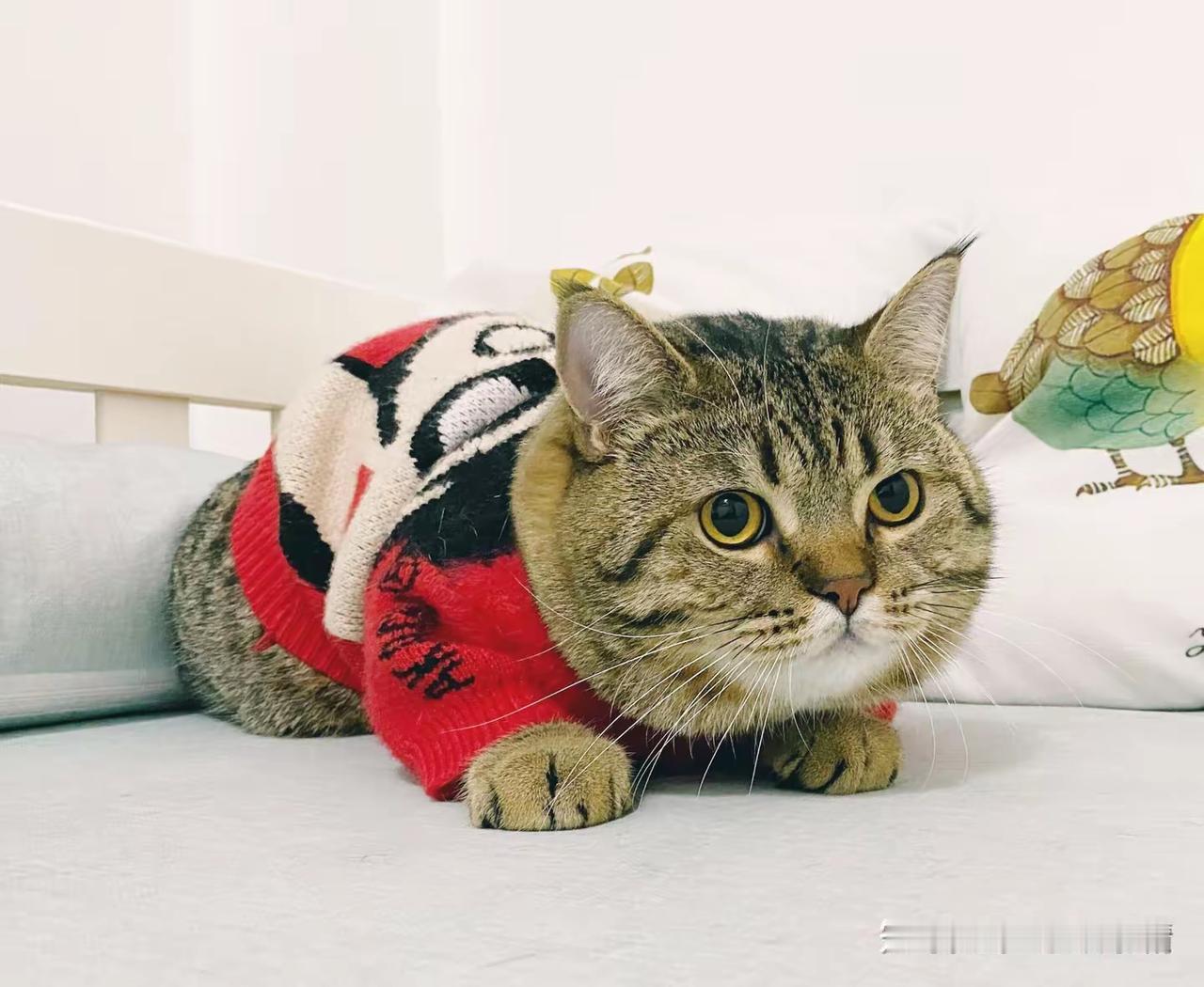 有一段是说日语没字幕。我就凭着多年的动漫基础硬是翻译了出来。我爸问：“你哪里