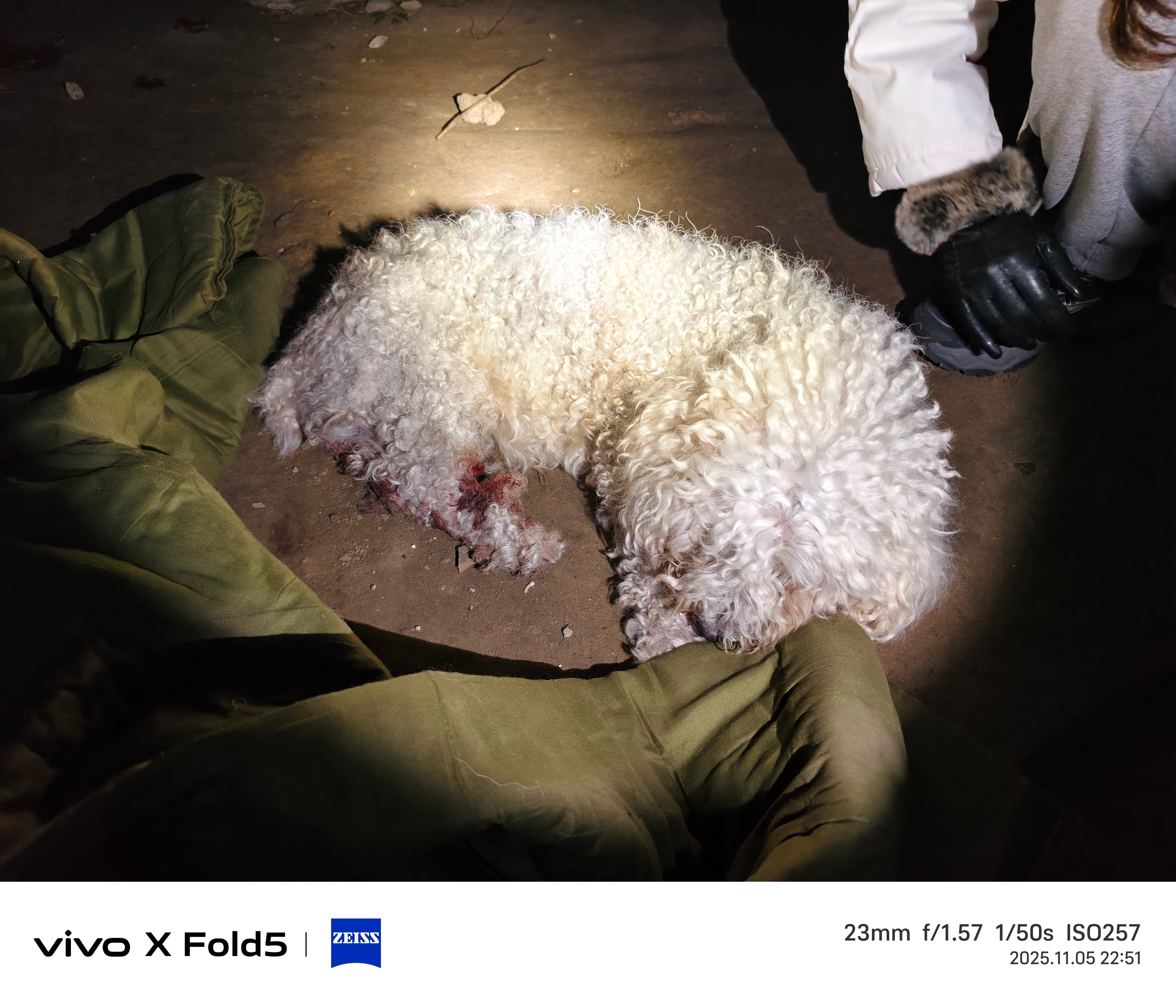 刚救了个狗…晚上遛狗的时候遇到一只受伤的狗，貌似是比熊？腿上有血迹，应该是不太能