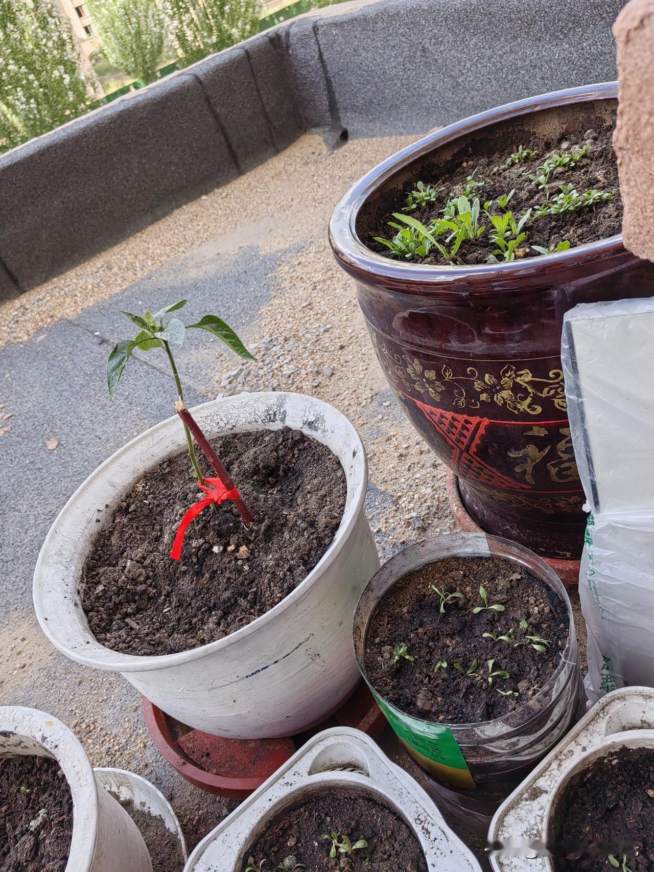 露台小菜园，年过半百。第一次学习在小小露台上种菜。在小区挖了两袋子田园土，又