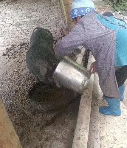 太有灵性了！贵州一老奶奶喂猪时，发现自己够不着猪食盆，于是，老奶奶便吆喝黑猪，让