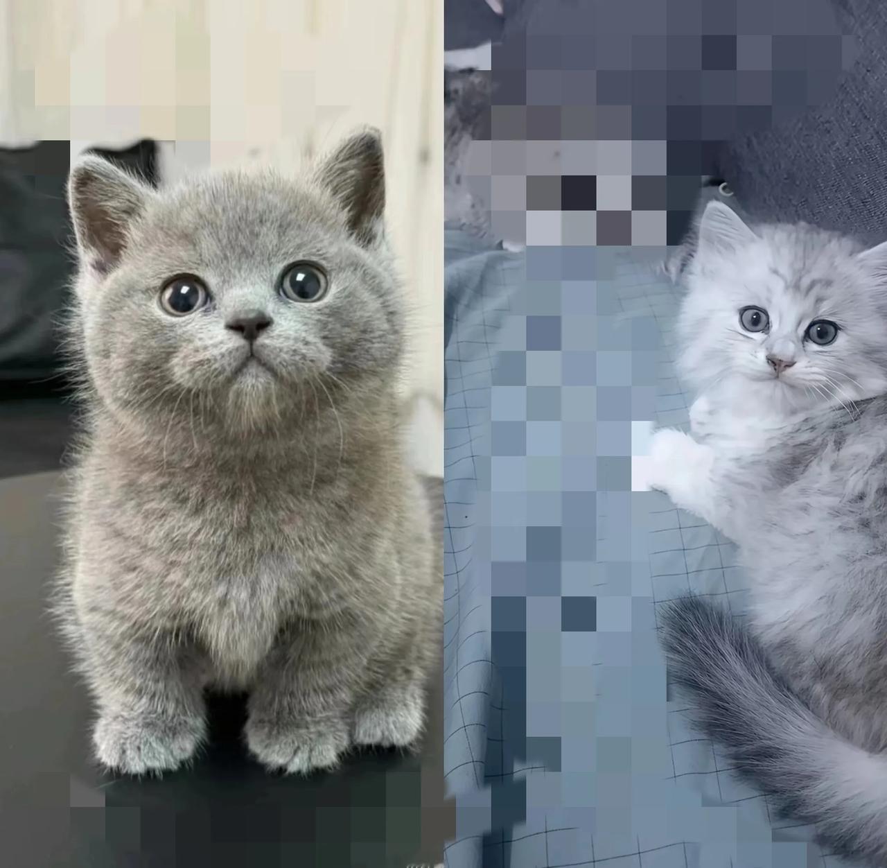 家人们谁懂啊！当初捡的流浪狸花猫，跟家里银渐层好上了，一下生了6只小猫！本想着养