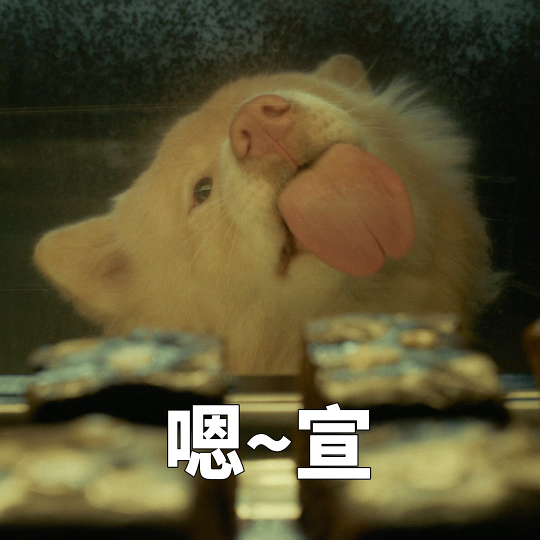 姥姥的外孙团队新作心犬相随定档毛孩子家长集合！！！又有可爱狗狗电影可以看了。《