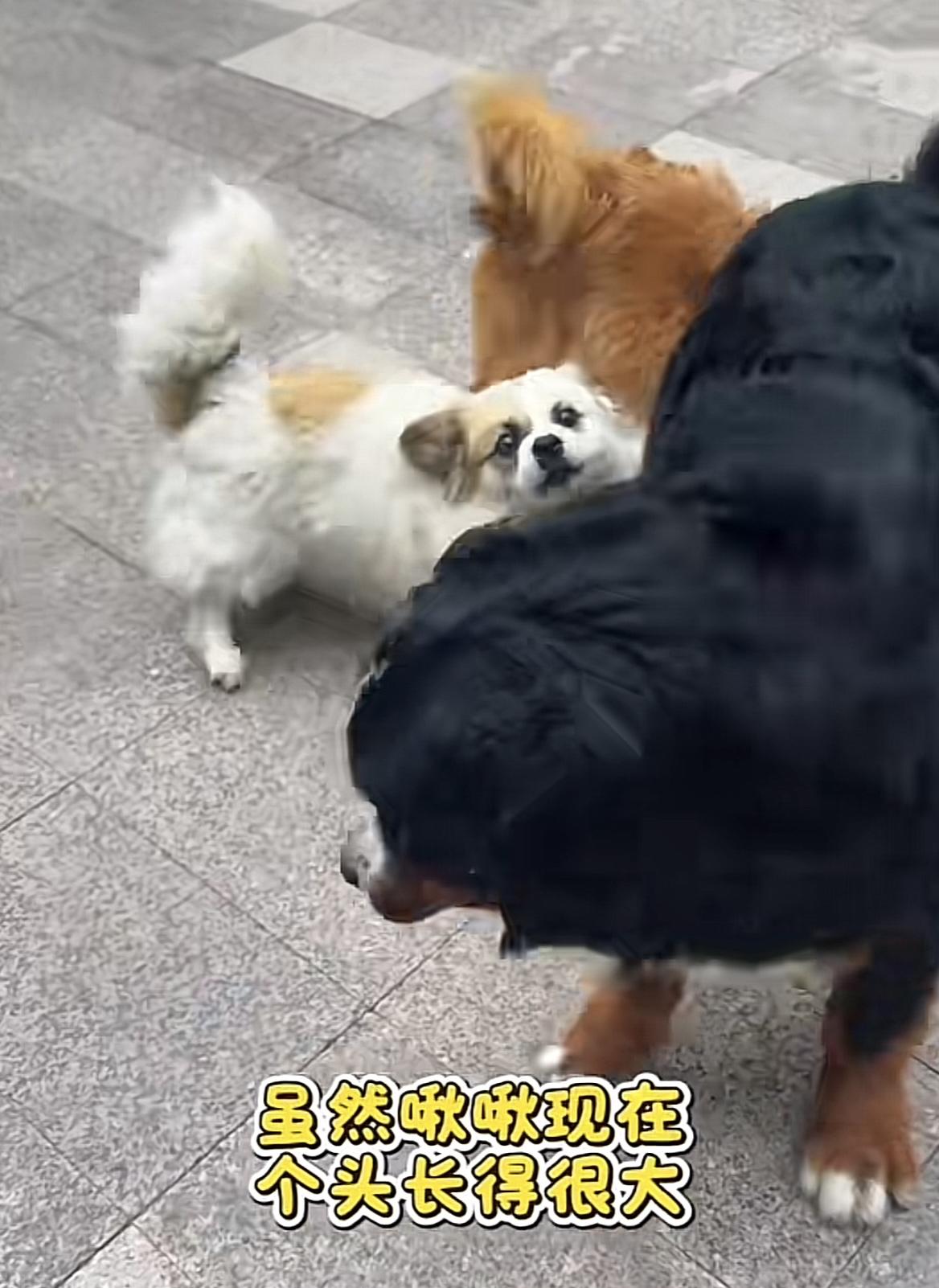 山东烟台，身价五万的伯恩山犬啾啾，和它的两个好大哥一起玩耍，啾啾已经长成大块头儿