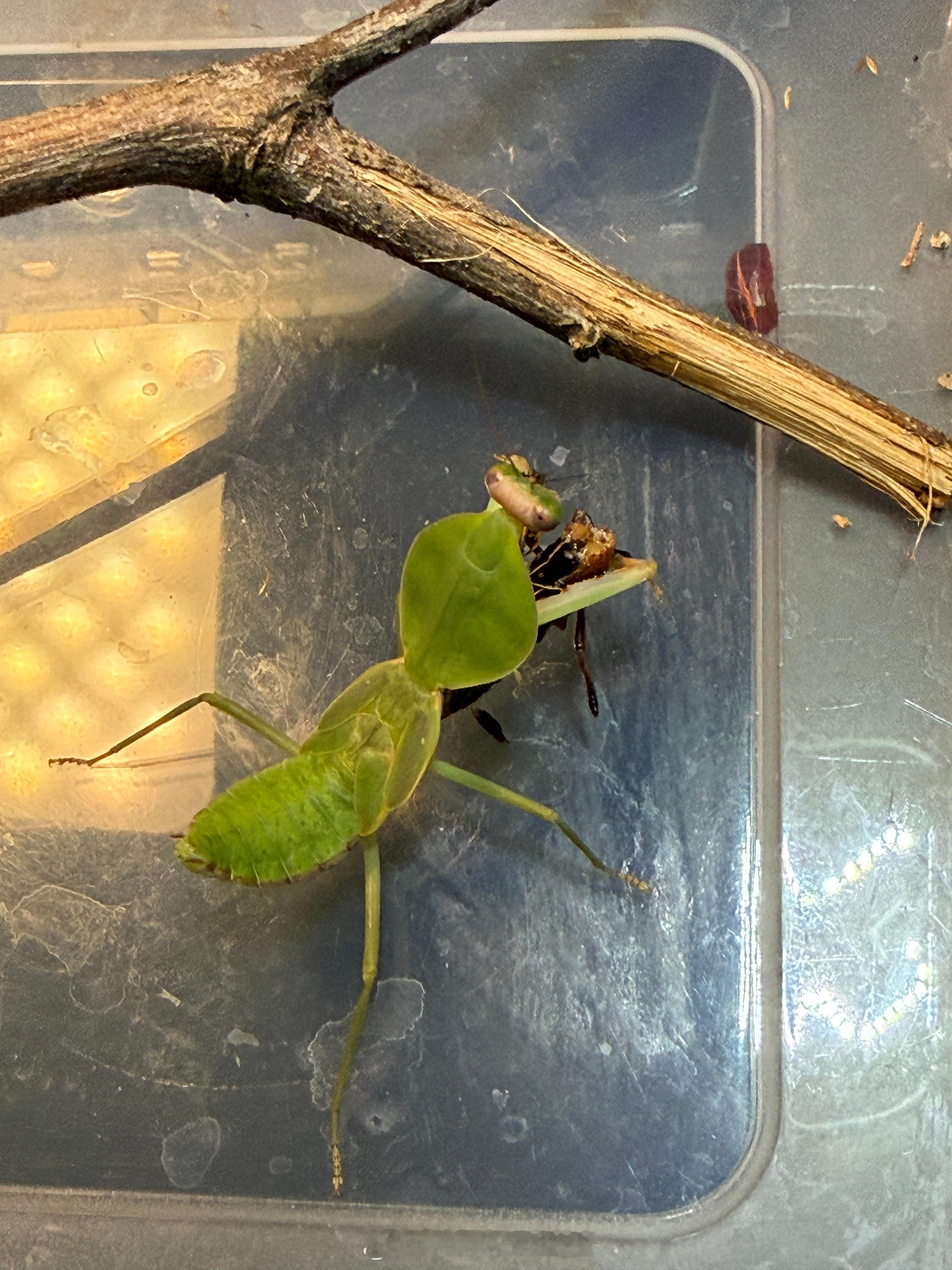 云南园盾末龄准备进入羽化阶段多补充一些营养