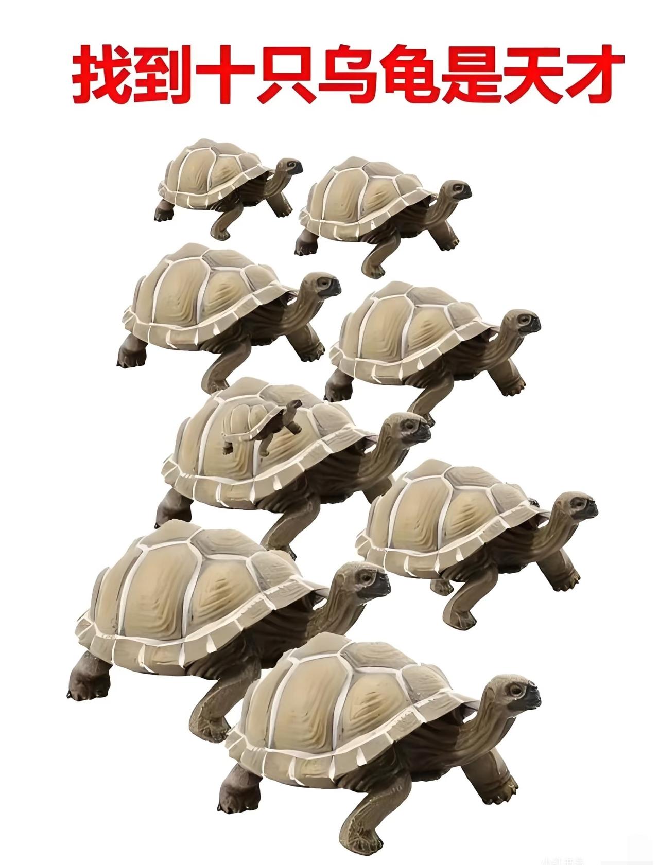 呼叫大神！你能找的第10只乌龟吗？图中有10只乌龟，可最后一只藏得极深，极
