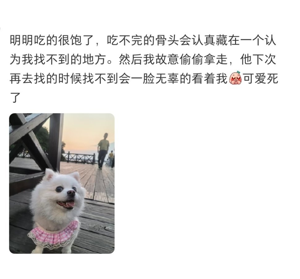 原来小狗也会耍小聪明生活趣事狂想曲暑假冲浪计划​​​