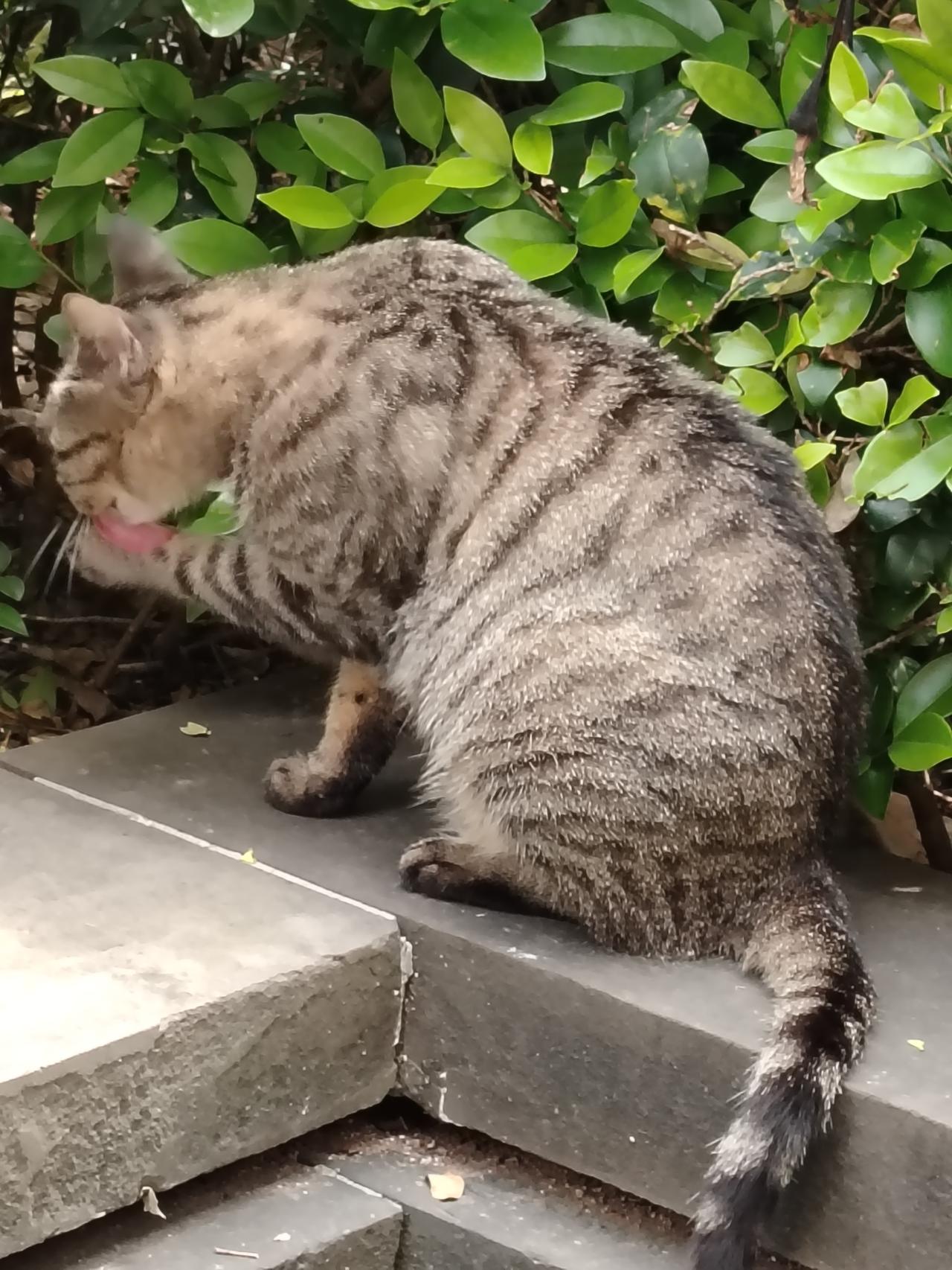 猫咪非常爱干净，自己认真地洗脸！