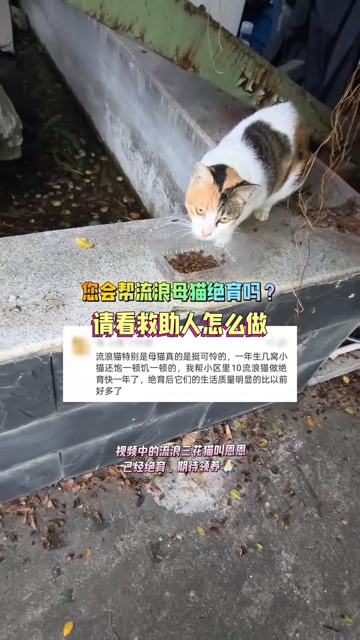 您会帮流浪母猫绝育吗？请看救助人怎么做。流浪猫特别是母猫真的是可怜的，一年生几