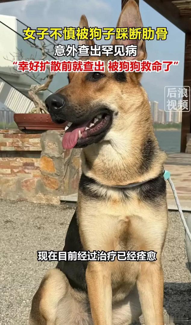 解释不清了！北京一只80斤的牧羊犬，突然跳主人身上，把她踩骨折了，谁料到医院一看