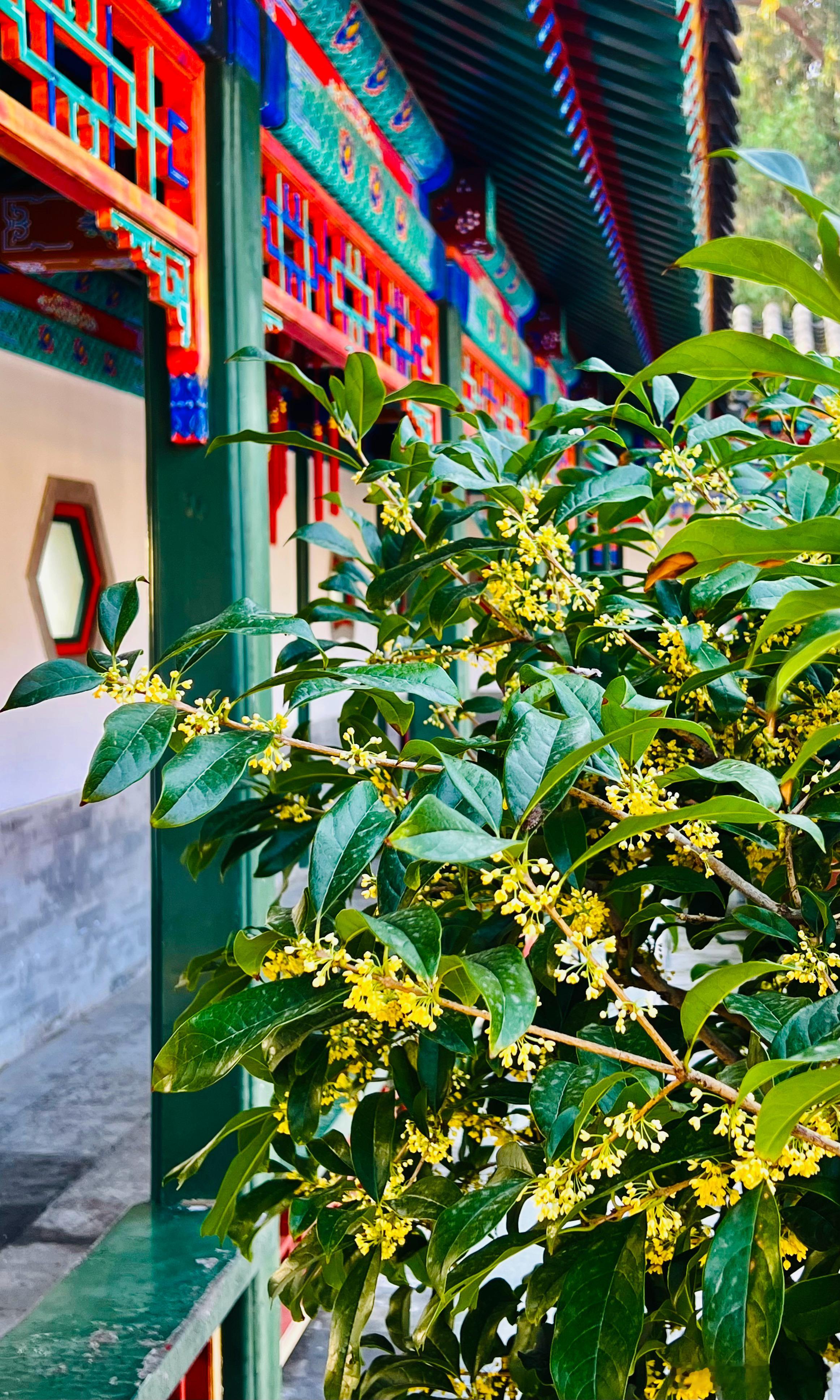 北京香山公园桂花香飘致远斋摄影​​​