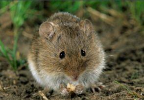 村里的一位80岁老人告诉我，很多人不知道，在田中看到田鼠不要去抓它们，可能有时候