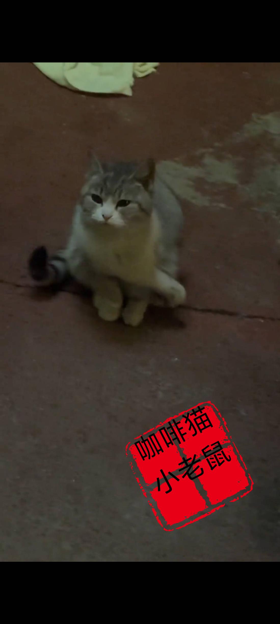 猫妈妈把自己的孩子带到这个世界的时候，她从来就没有想到过自己的孩子竟然变成这番模