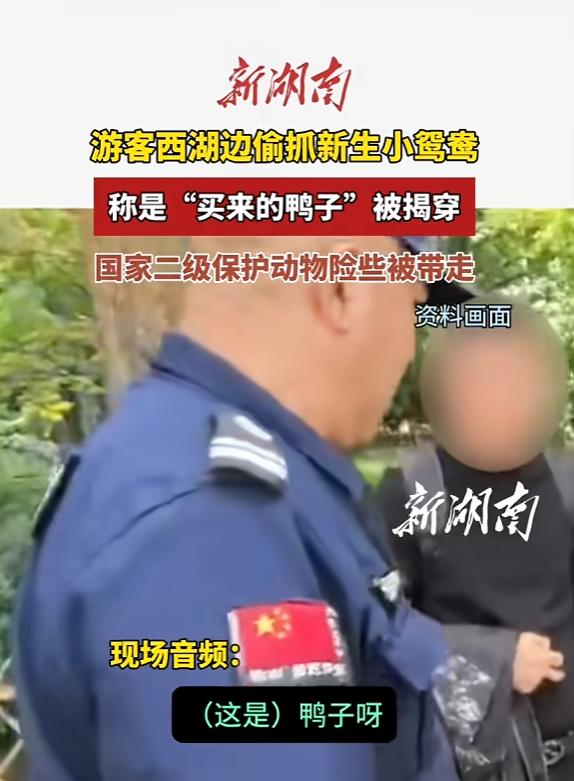“太不要脸！”5月4日，浙江杭州，一游客于西湖畔游玩时，见水中小鸳鸯娇憨可爱，顿