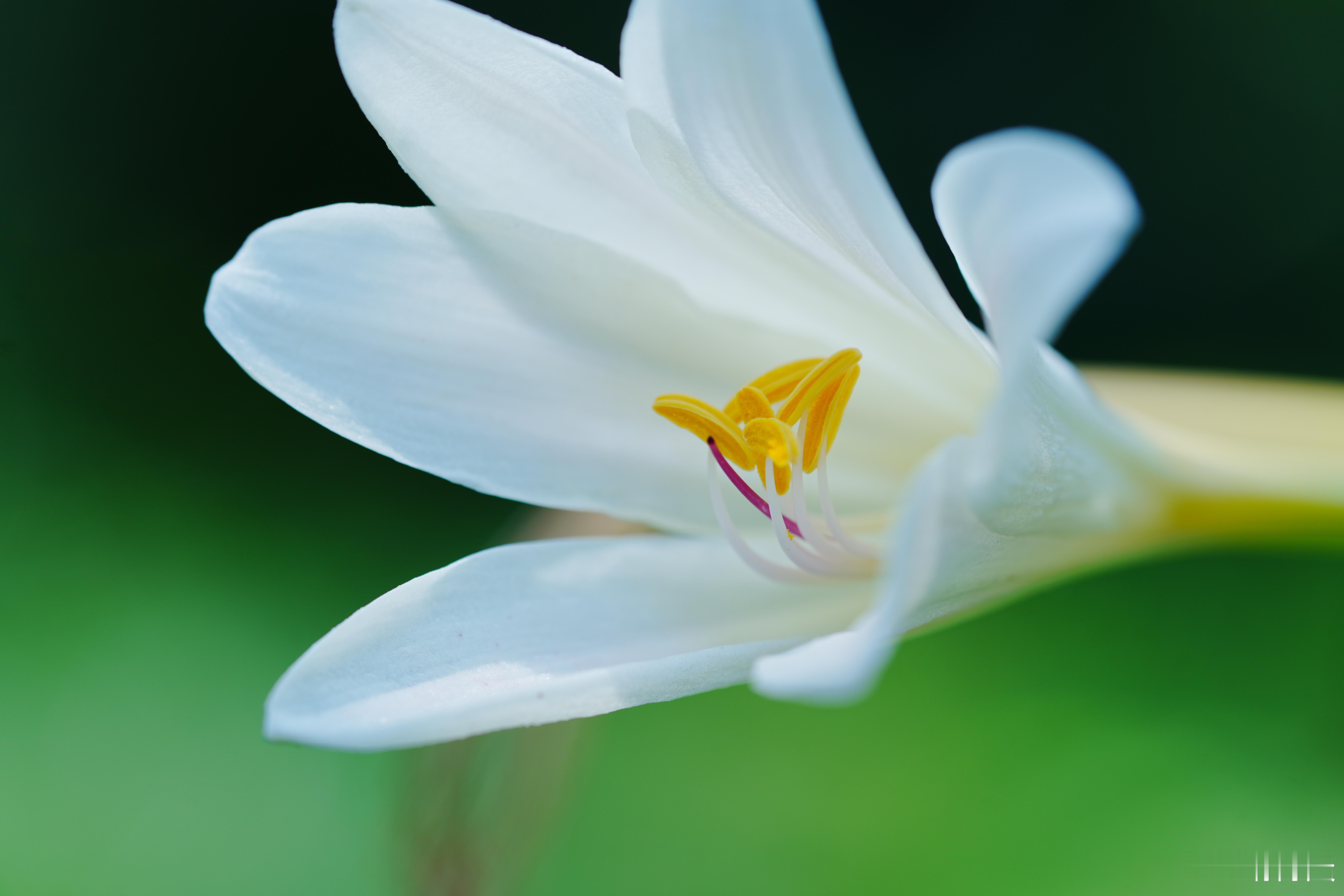 石蒜科的花跟萱草（黄花菜）看上去很像摄影分享​​​