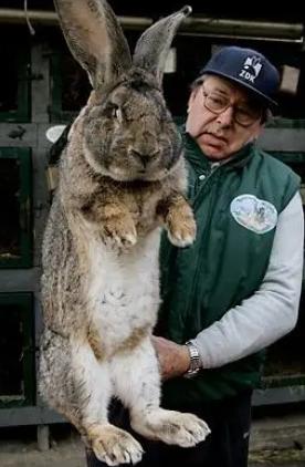 澳洲百亿野兔泛滥成灾，体重百斤却无人敢吃！当地人揭露背后真相