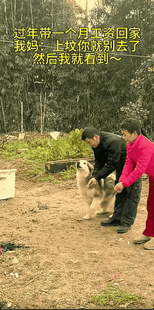 万物皆有灵，夫妻两带着狗子去给祖宗上坟，万万没想到，狗子居然学着主人，它不仅拜了