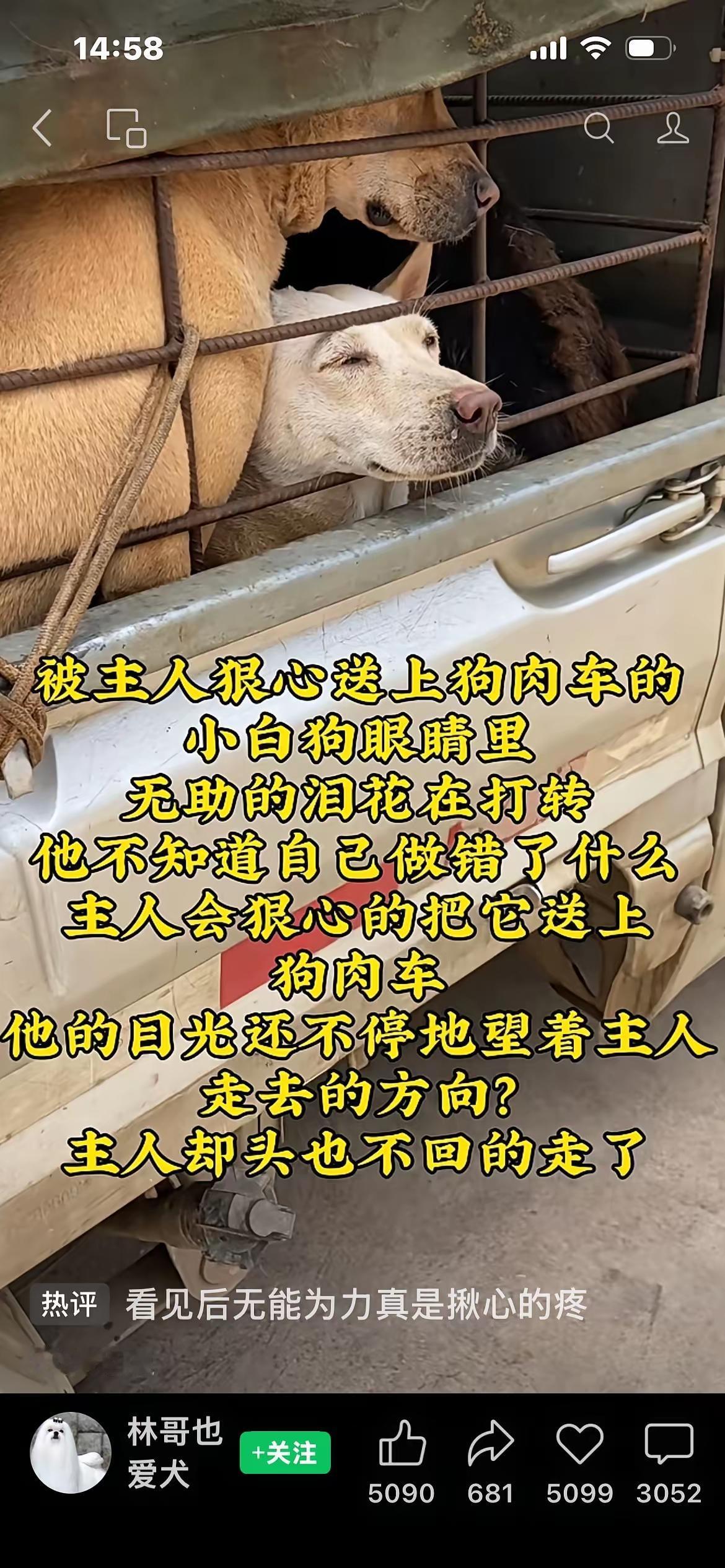 真的看哭了！从小养到大的狗狗，被主人亲手送上狗肉车，它全程流着眼泪