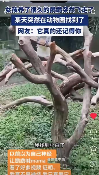 万万没想到，一女子养了很久的鹦鹉一天突然飞走了，结果女子某天在动物园游玩时，竟在