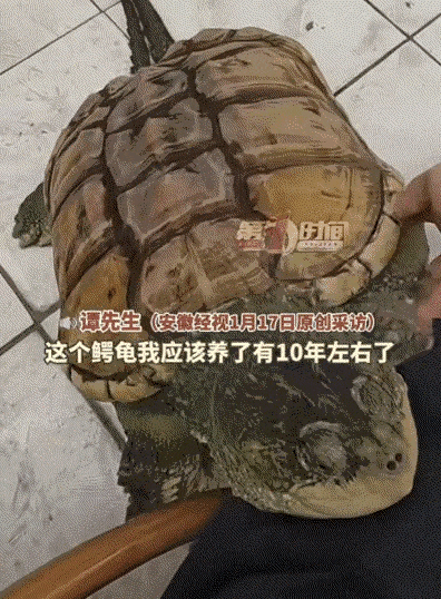 “彻底解释不清了！”广东，家人买了一个鳄龟准备食用，男子看到后不忍心，坚决拦下来