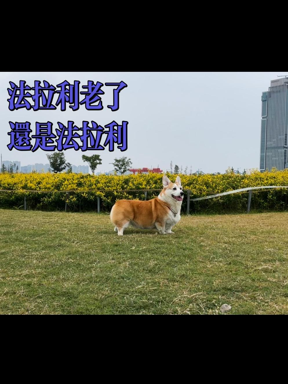 我的柯基有亿点帅。欢迎大家投稿