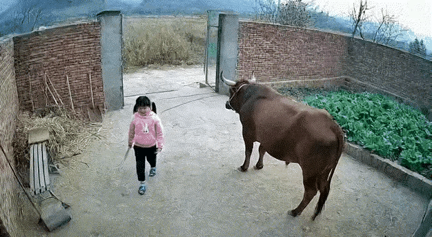 此牛乃守护神，必须养老送终！[赞][赞][赞]
