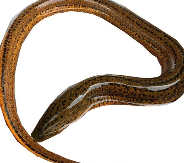 古人说，为什么不要吃鳝鱼咱们先来认识一下鳝鱼。这东西学名叫黄鳝古医书多记野味有