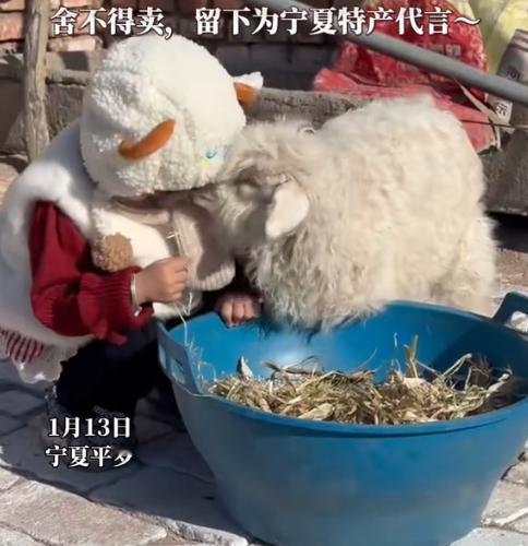 “好任性啊！”近日，宁夏，一男子家中的小羊羔见到大人就“装死”，见到小孩就互动，