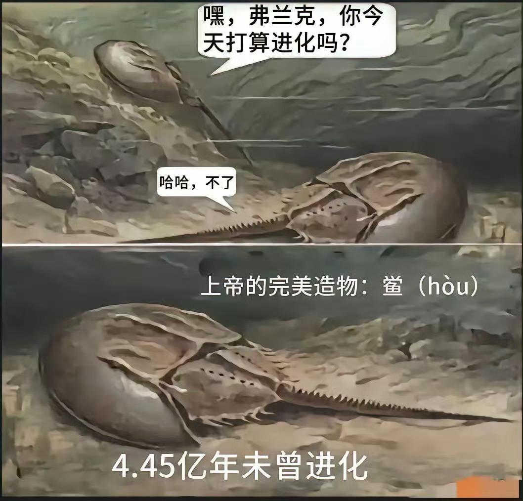 4.45亿年拒绝进化的生物鲎，到底有多摆烂？海底两只鲎闲聊：“弗兰克，今