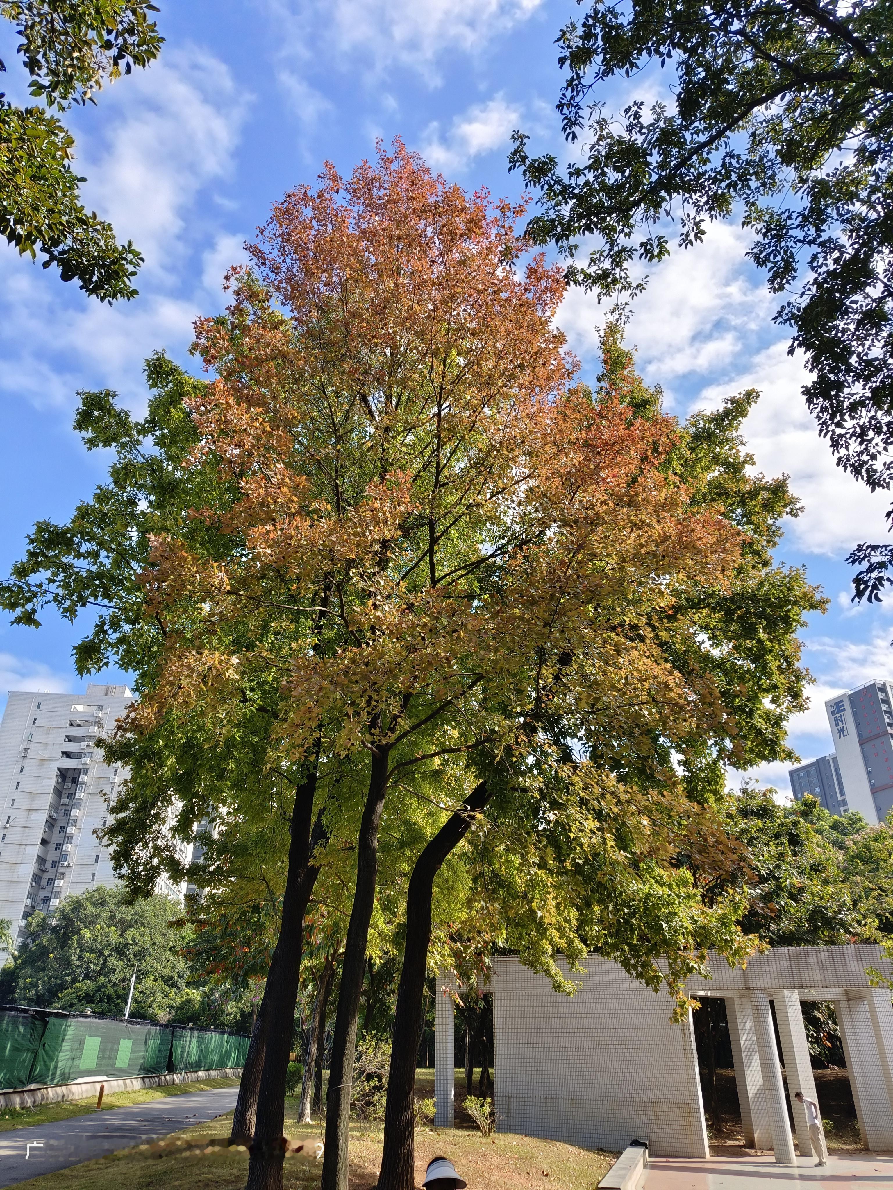 分享一下你随手拍下的照片广州市天河公园<!--{img:0}-...