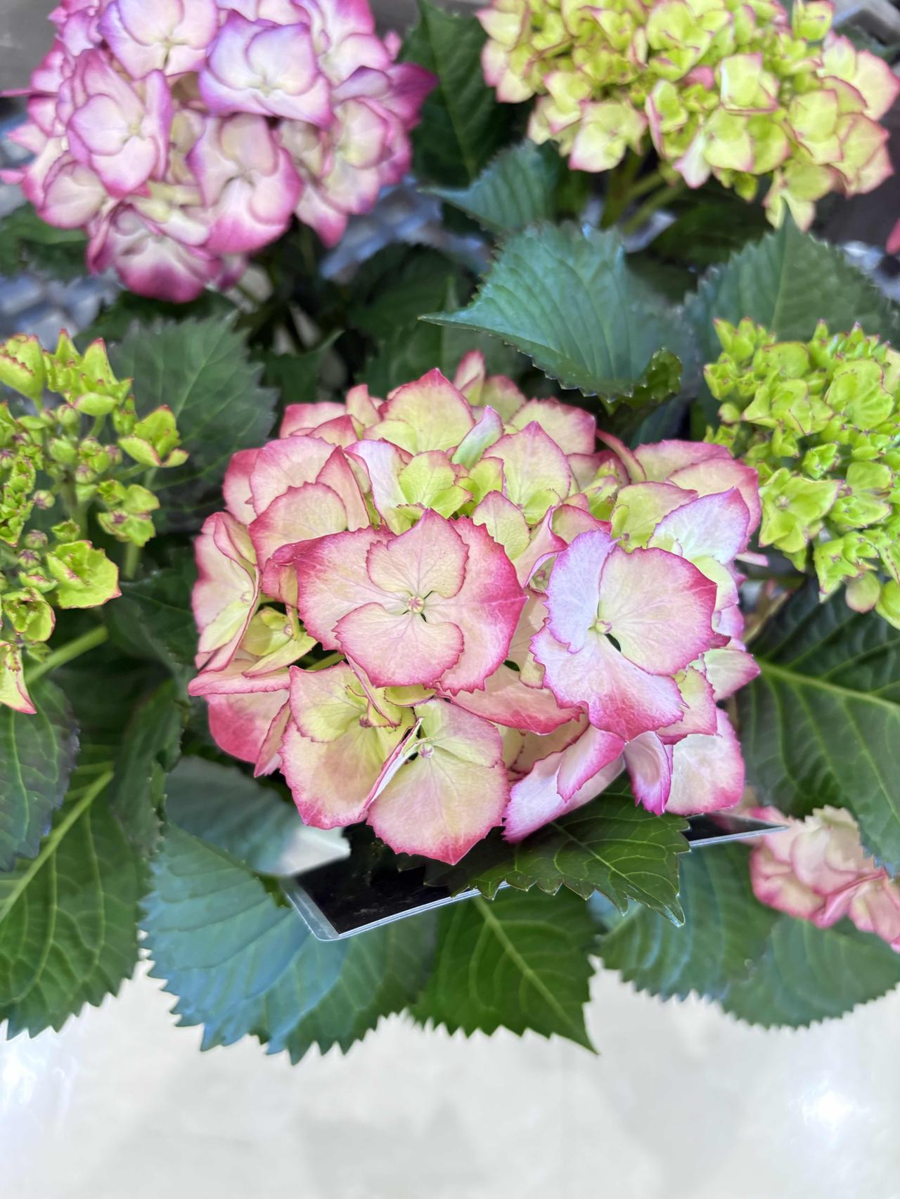 1.绣球花，粉绿相间，颜色清新，花色随土壤酸碱度而变化。2.康乃馨，浅