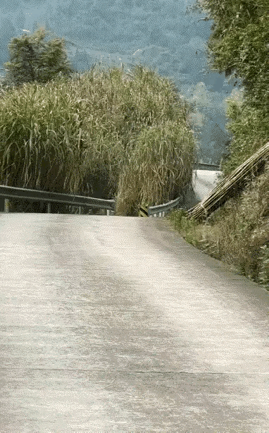那个抄近道的是什么鬼[捂眼睛][笑着哭]