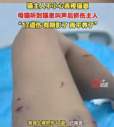 万万没想到！江苏淮安，女子养的猫生了4只猫崽，她在给猫崽喂食的时候，不小心弄疼了