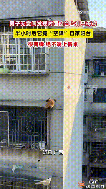 广西一名男子住在高层，他无意间发现对面的窗台上，居然出现了一只母鸡。由于距离