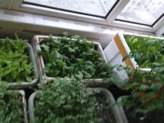 不少阳台种菜的人都踩过坑，菜苗刚破土，根系就裸露在外，成活率直线下降，根源就是播