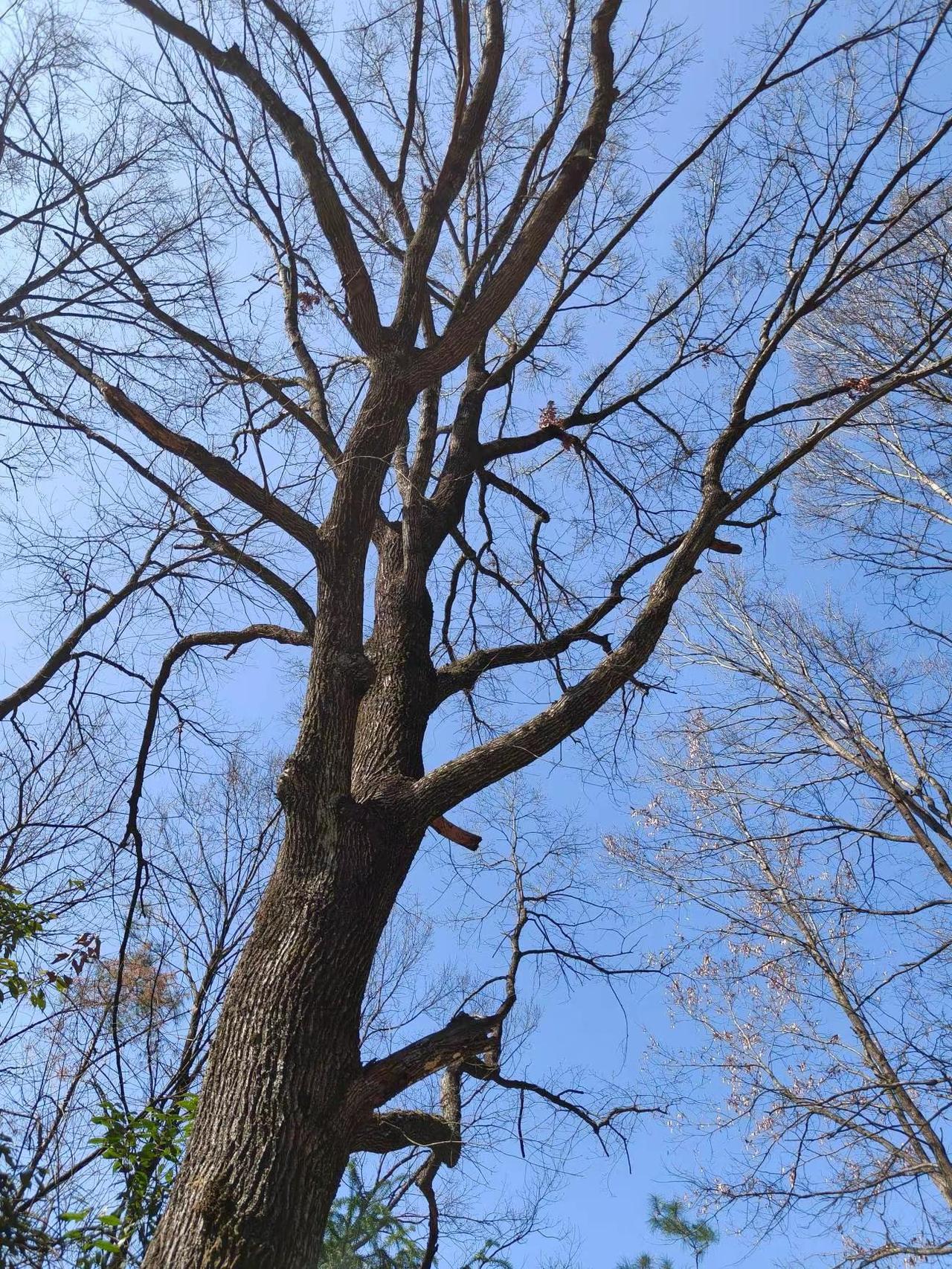 我的摄影日记风光摄影家乡的树