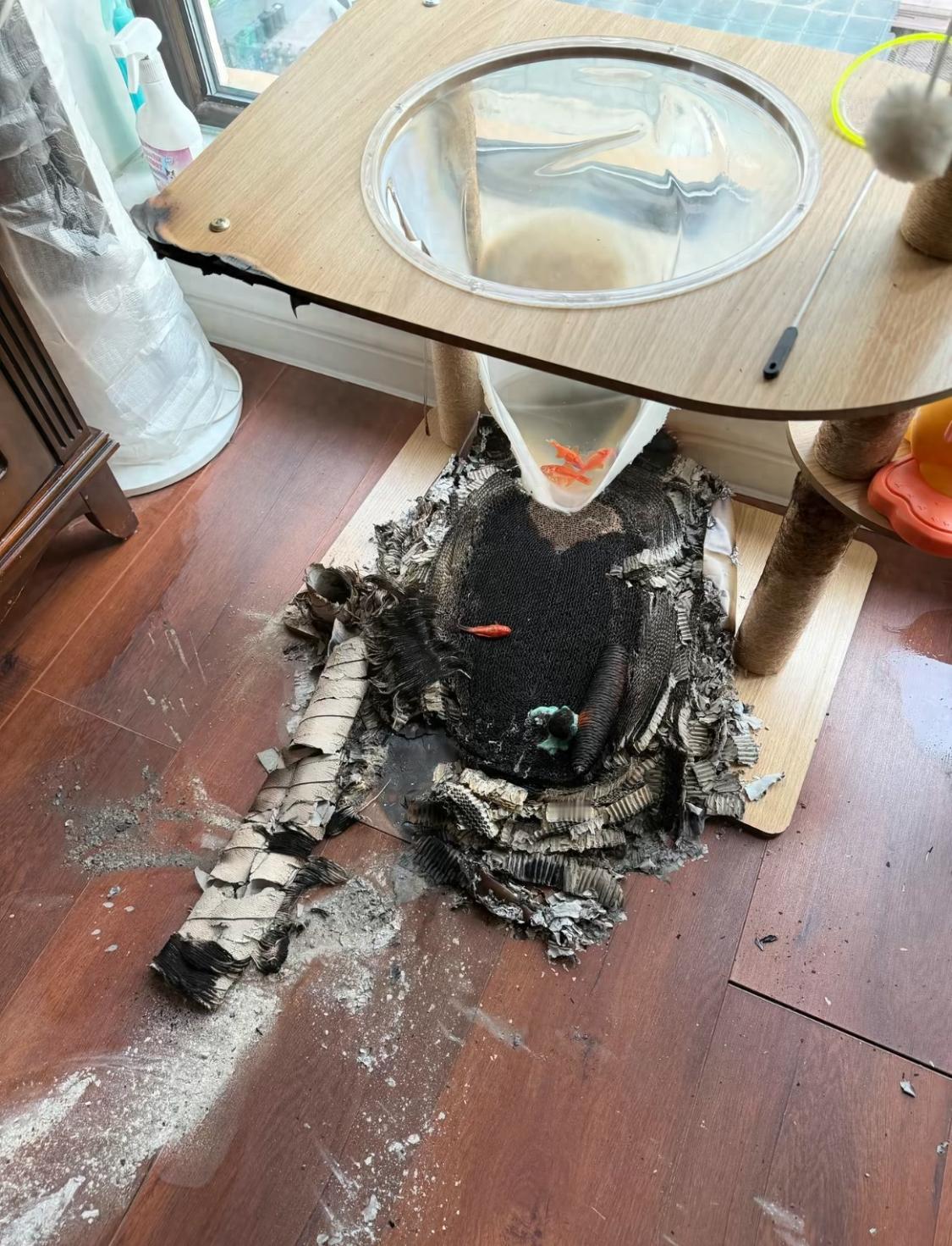 后怕！黑龙江哈尔滨，李先生家里的老人养了只猫，为了逗猫开心，在猫爬架的透明太空舱