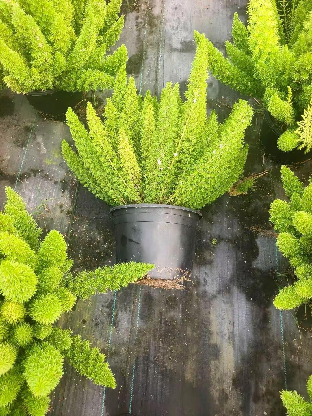 狐尾天门冬。看花养花热植品种植物爱好者的福音狐尾天门冬